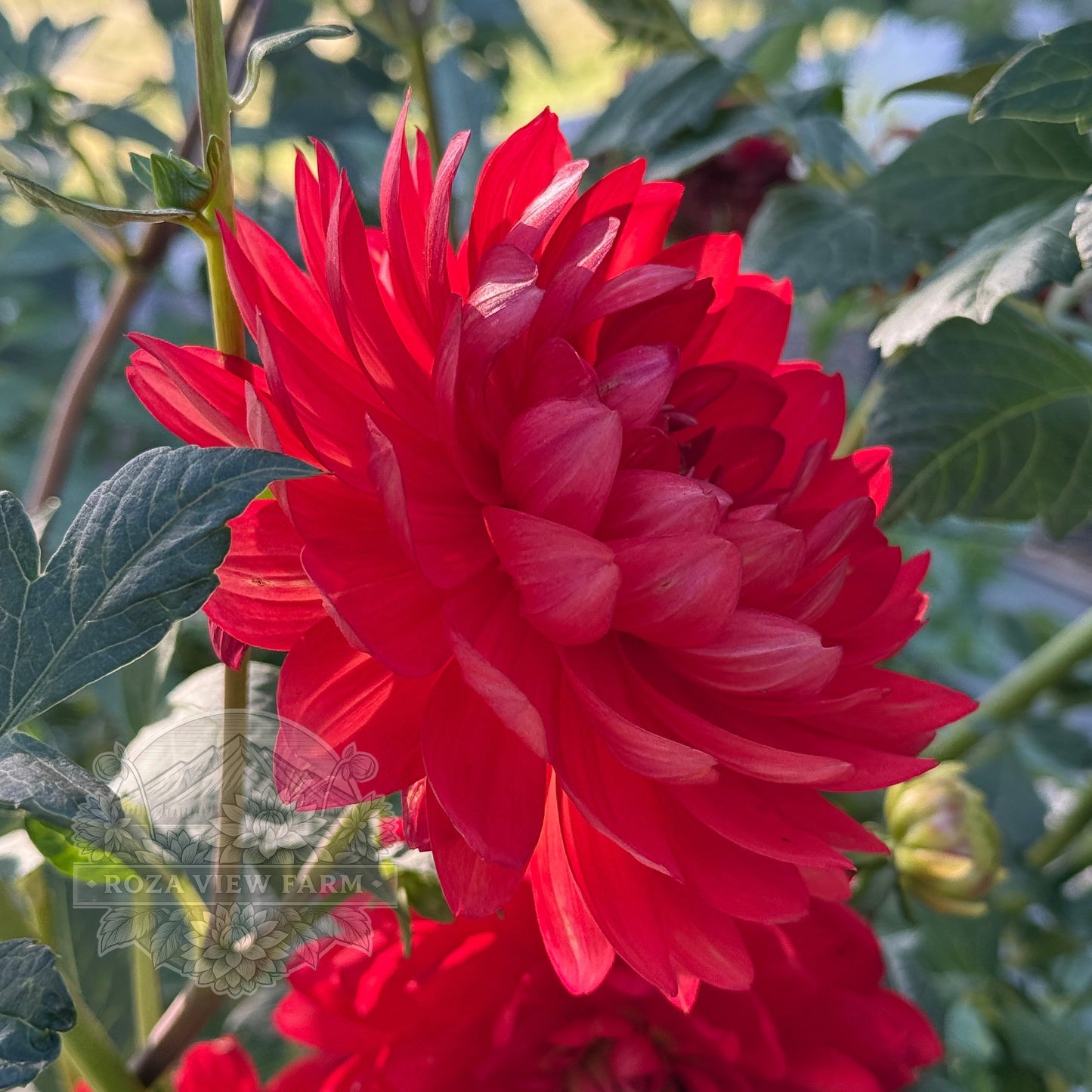 Mak’s Royal Ruby