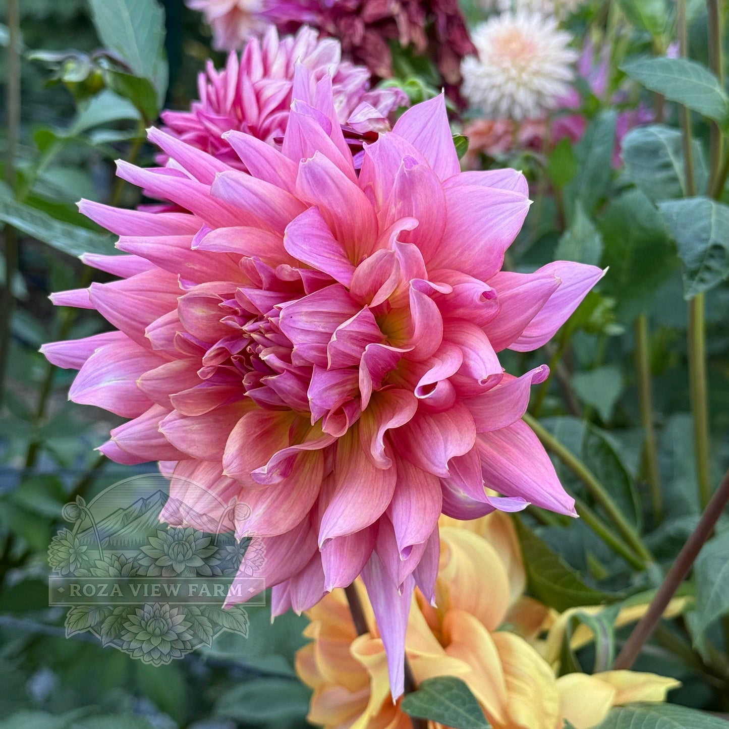 Wyn's Delta Margaret