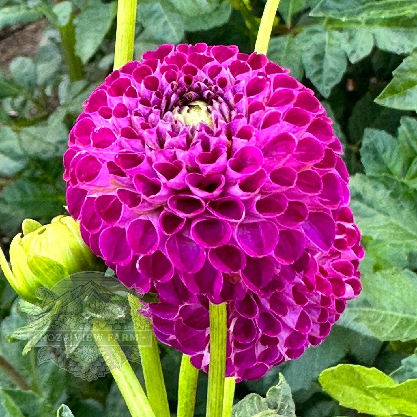 Willo Violet
