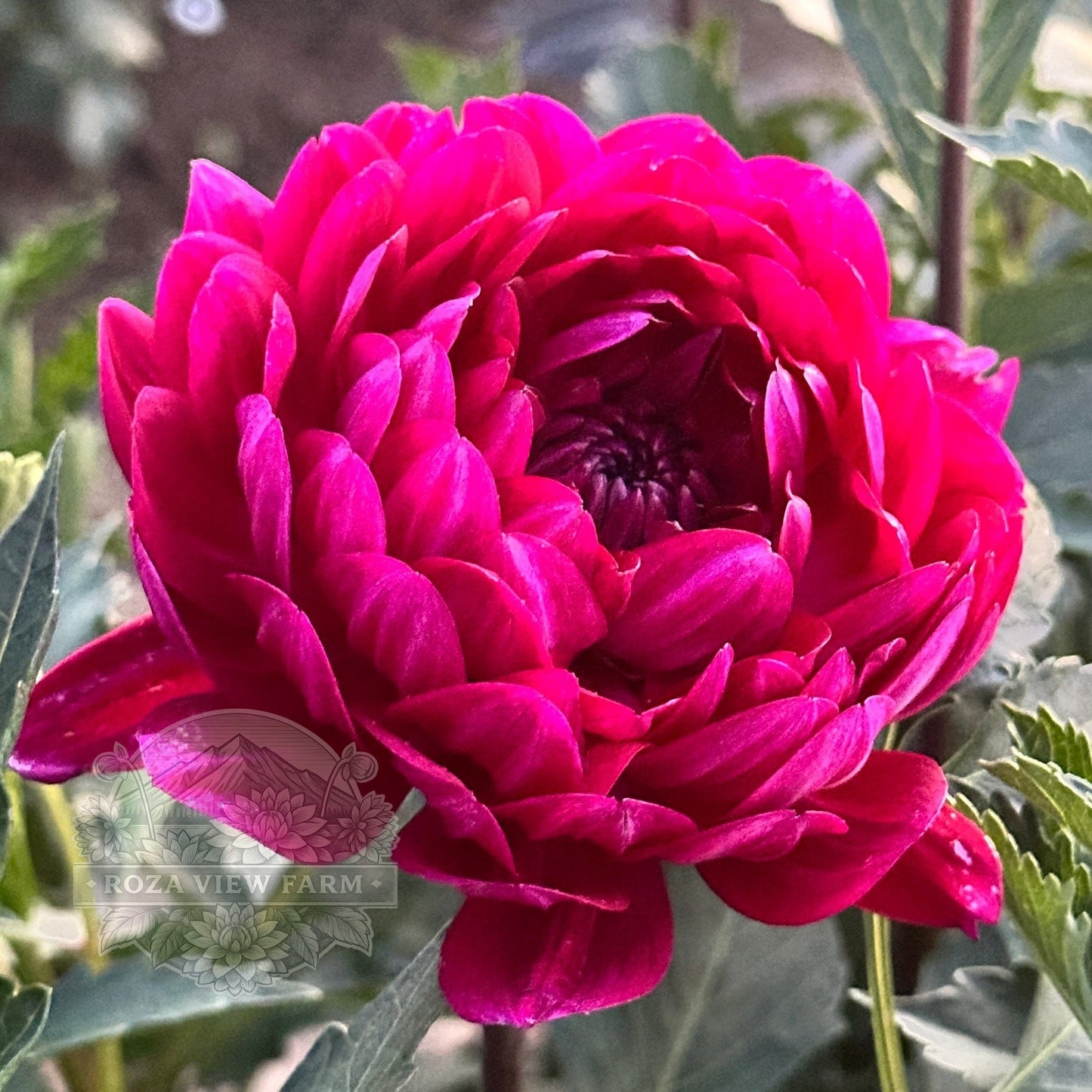 Sandia Bertha
