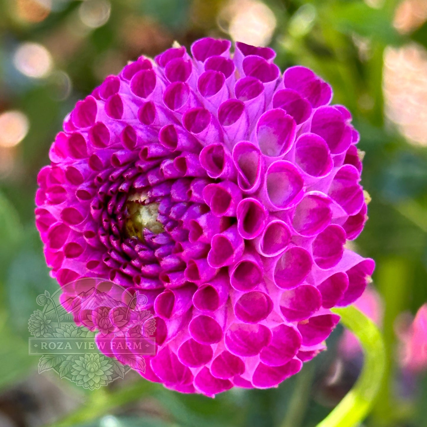 Lilac Willo