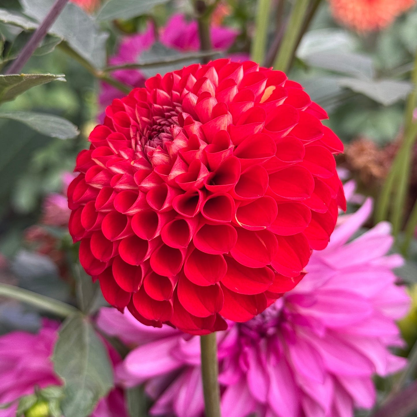 Van Isle Ruby Slippers