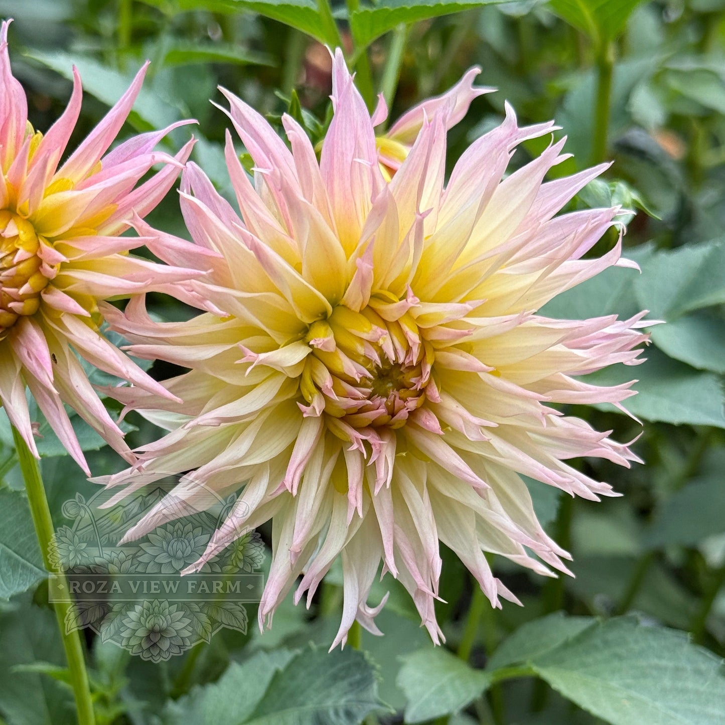 Alauna Millipiques