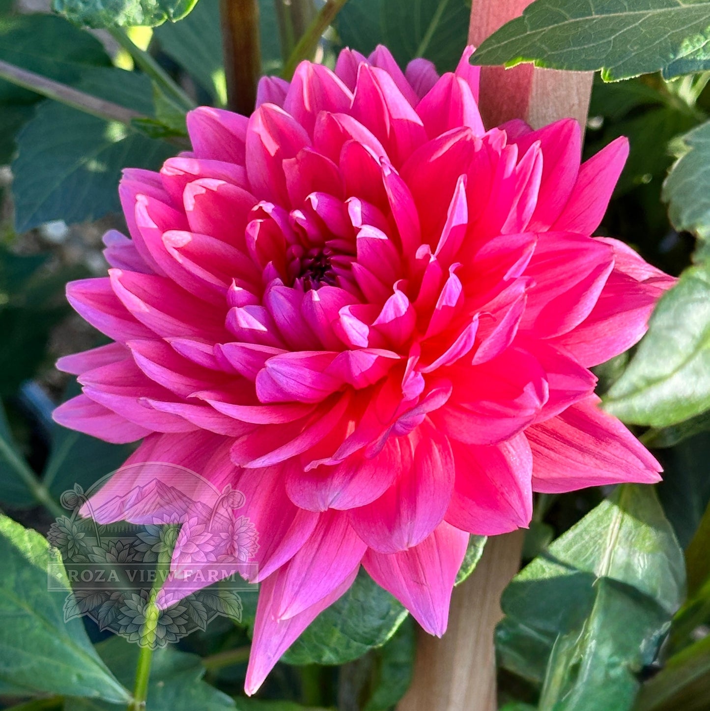 Dutch Pearl