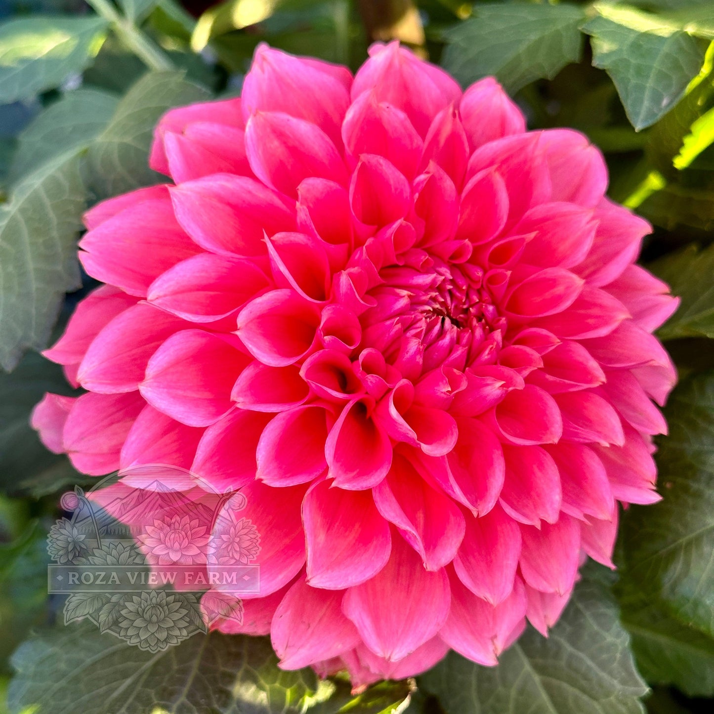 RM Pink Sugar