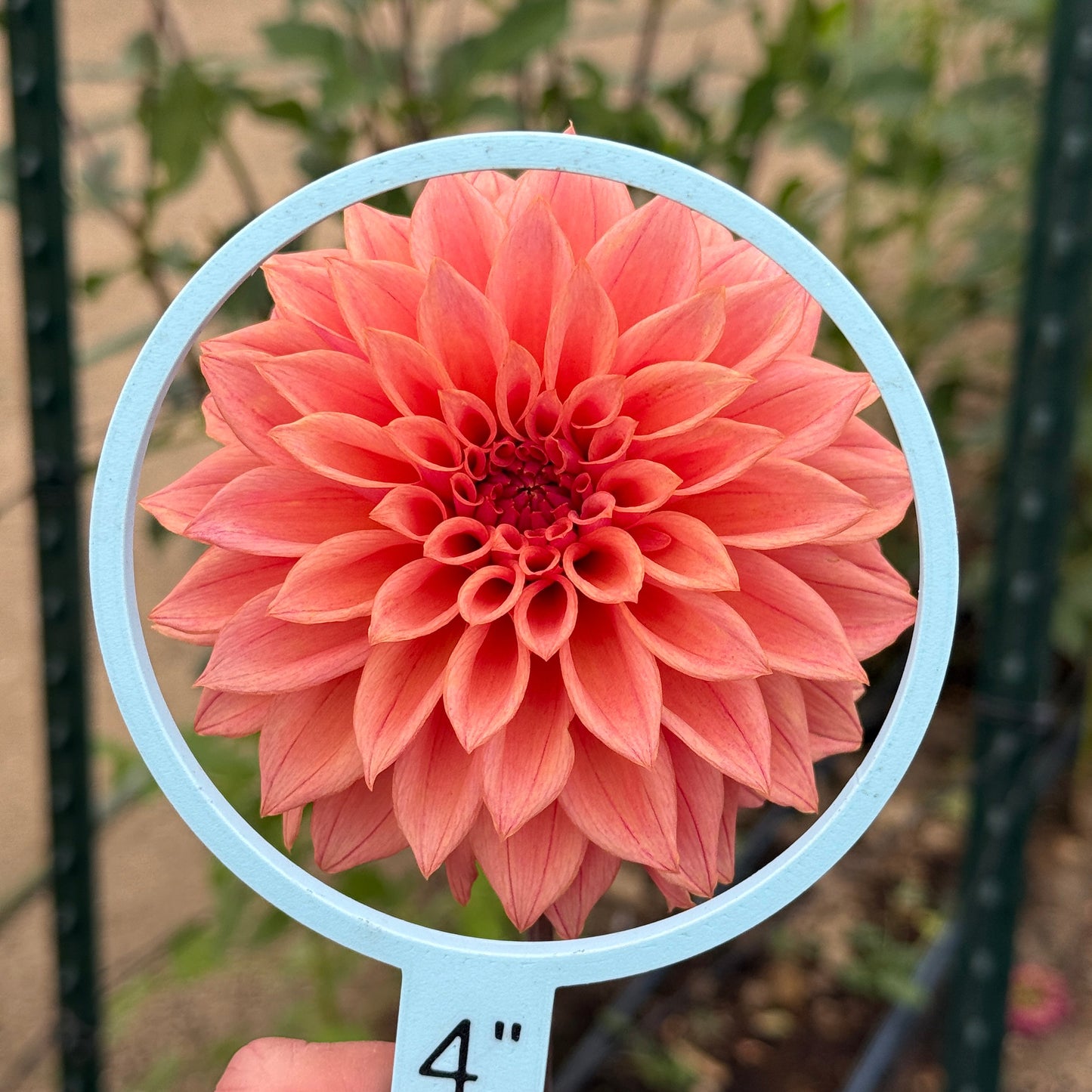 Seedling 2025-36