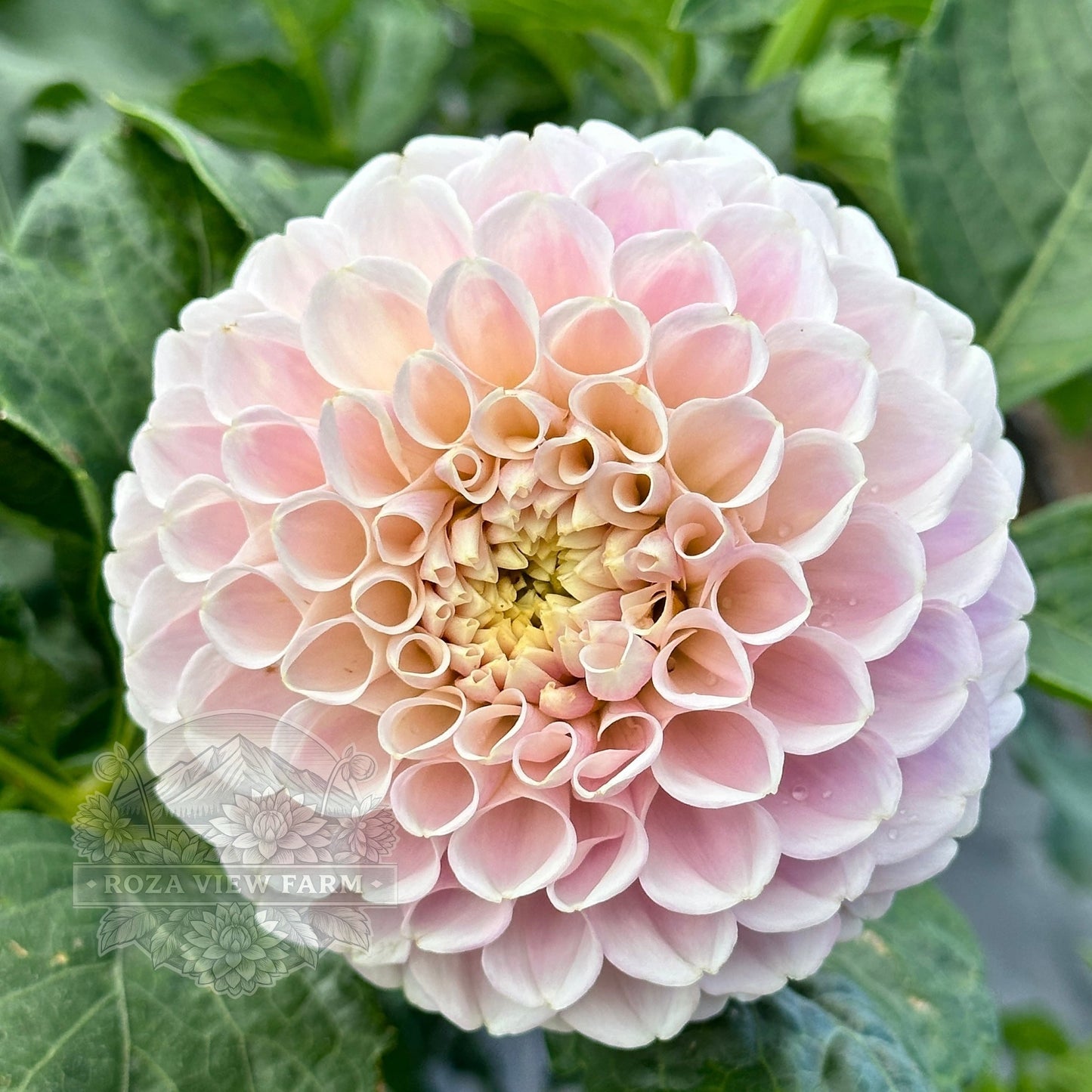 Eden Blush On