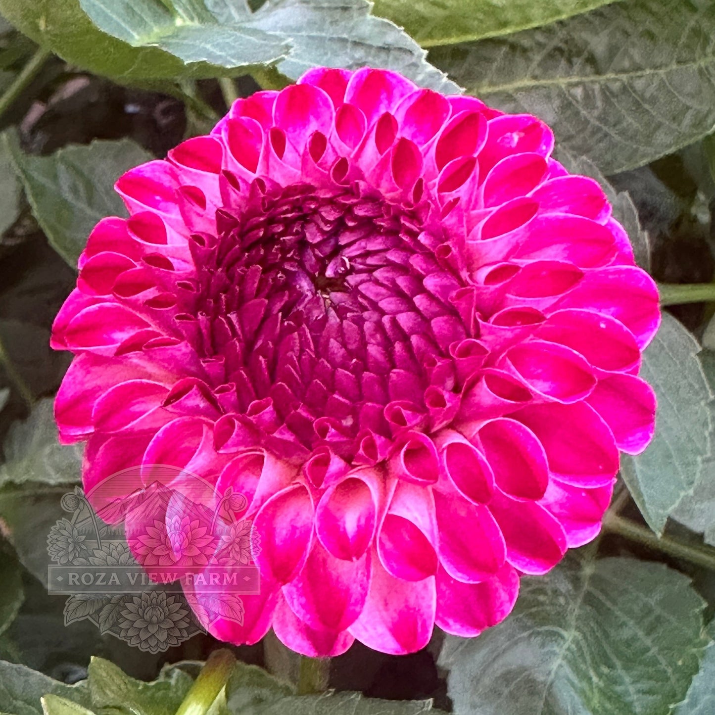 Hollyhill Pixie