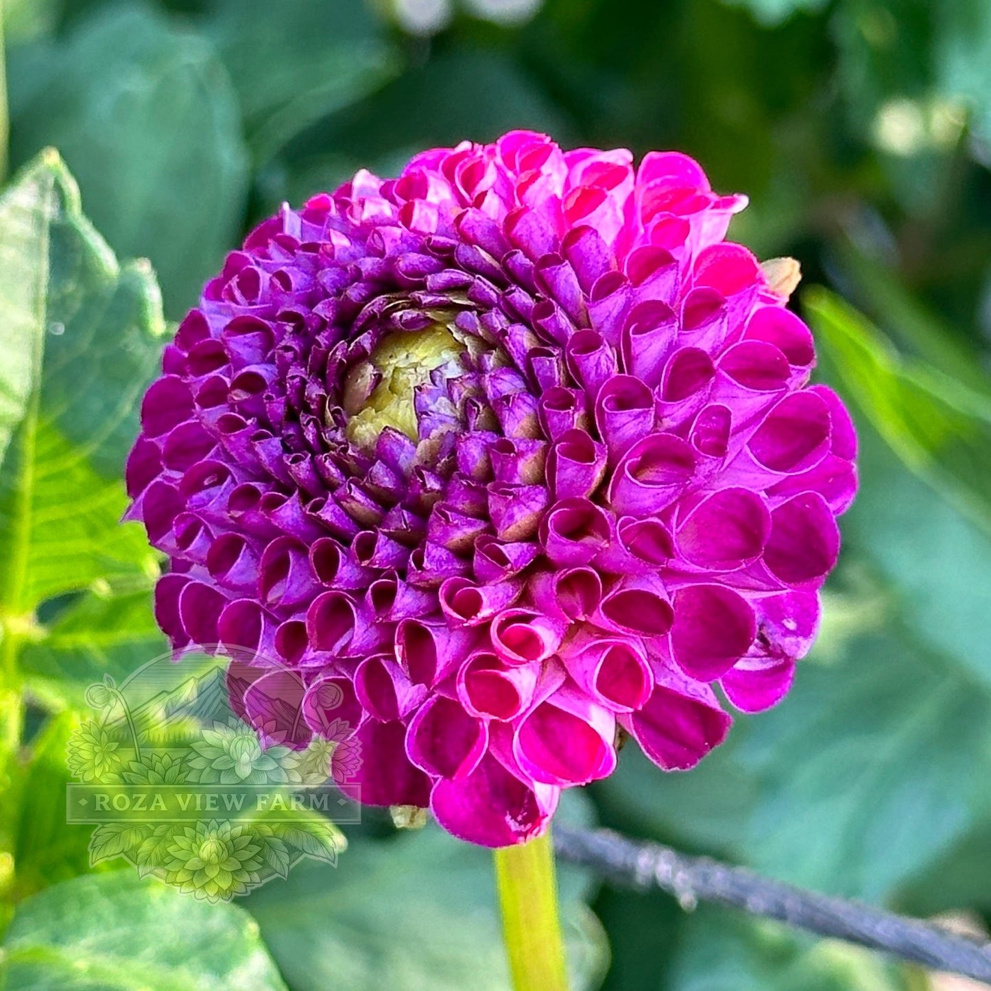 Nellie's Rose