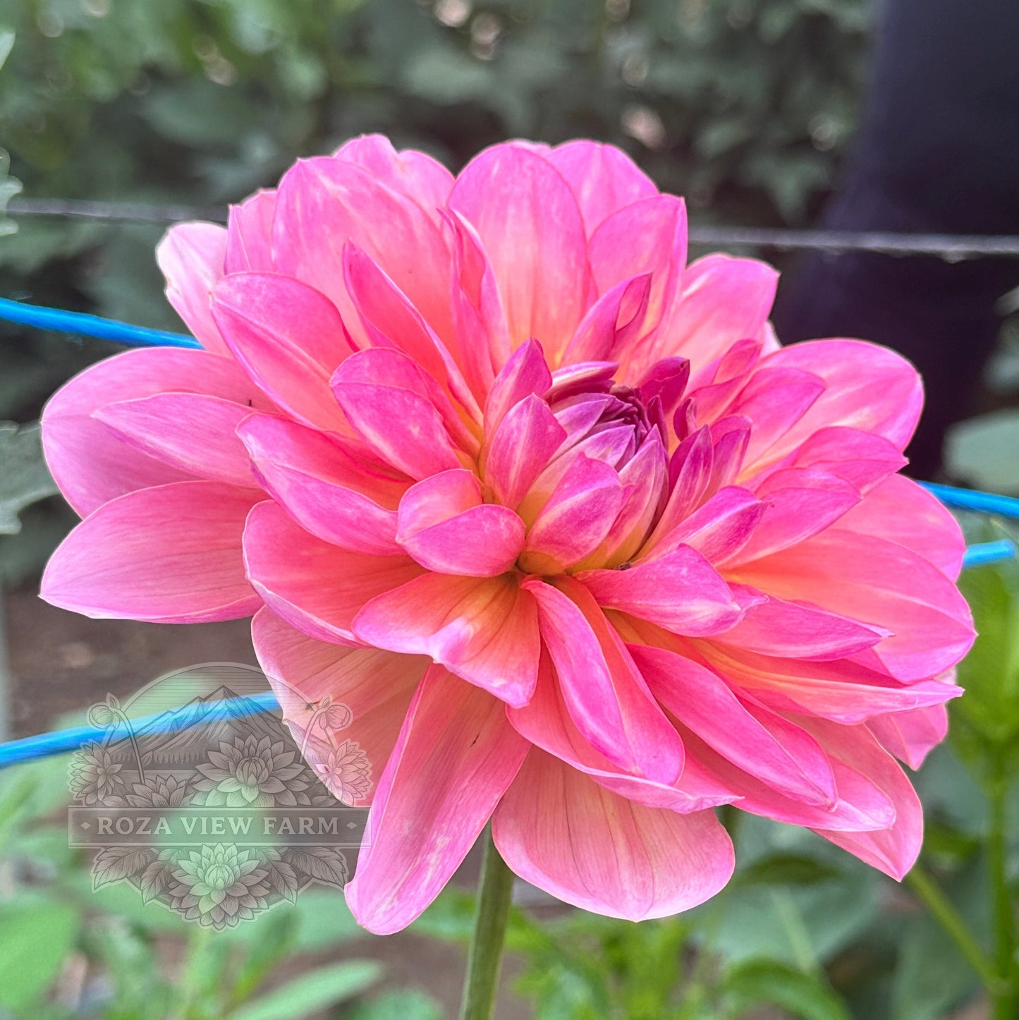 Sandia Rose