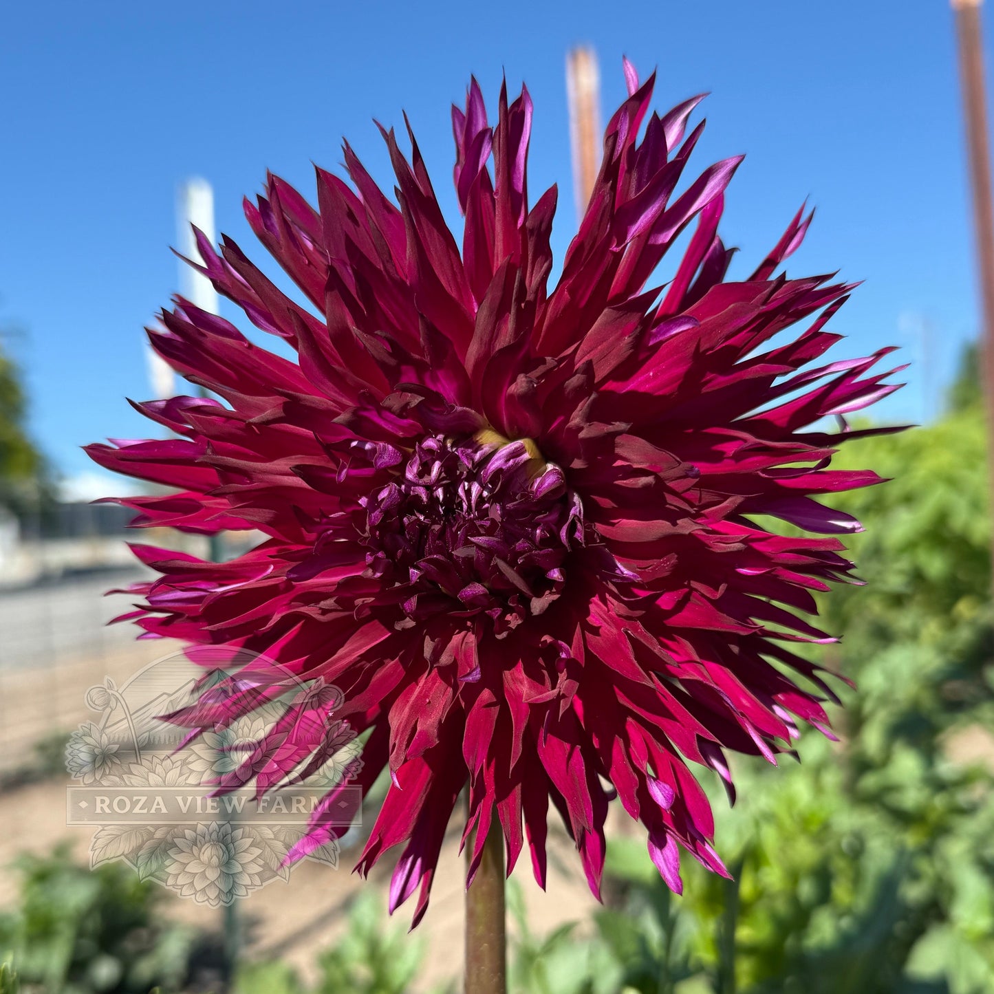 Allen's Purple Rain