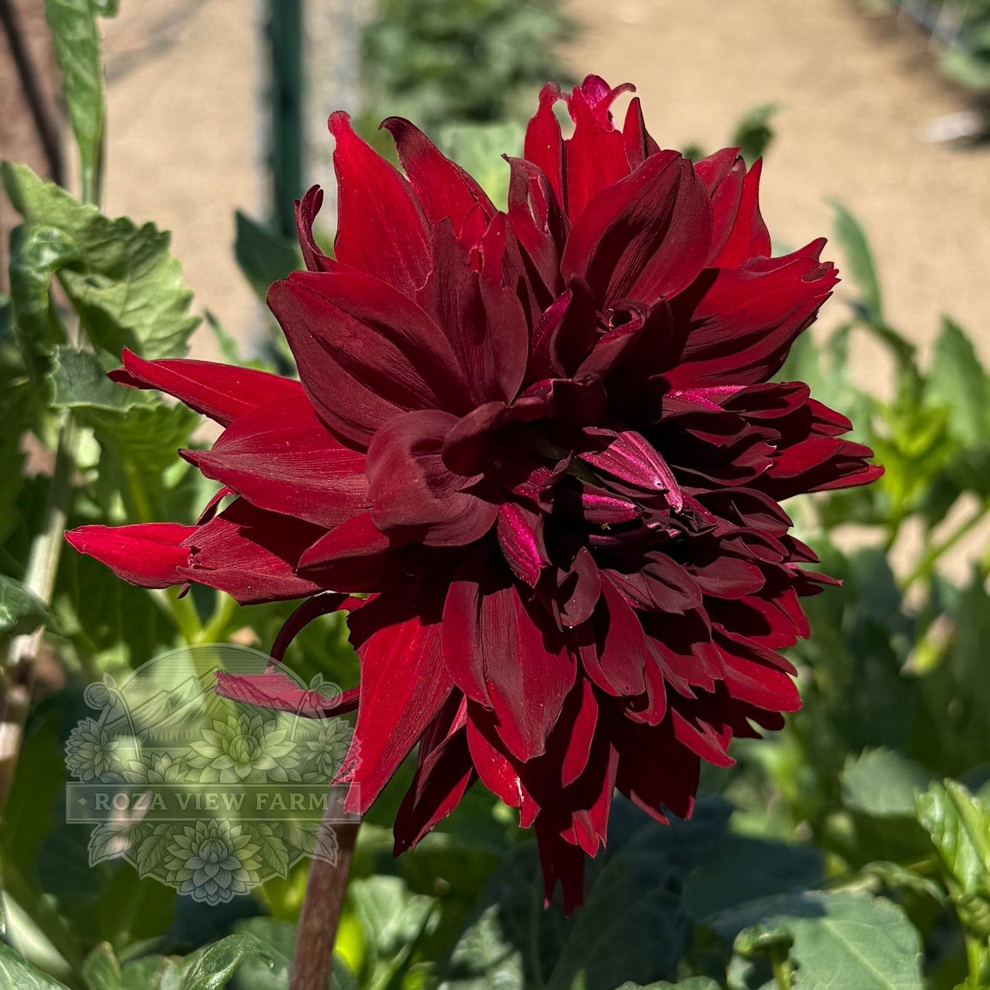 Allen's Ruby Dancer