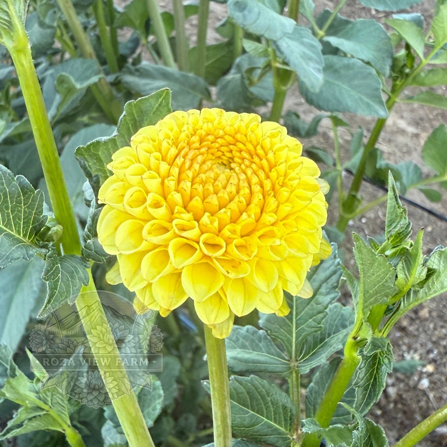 Buttercup