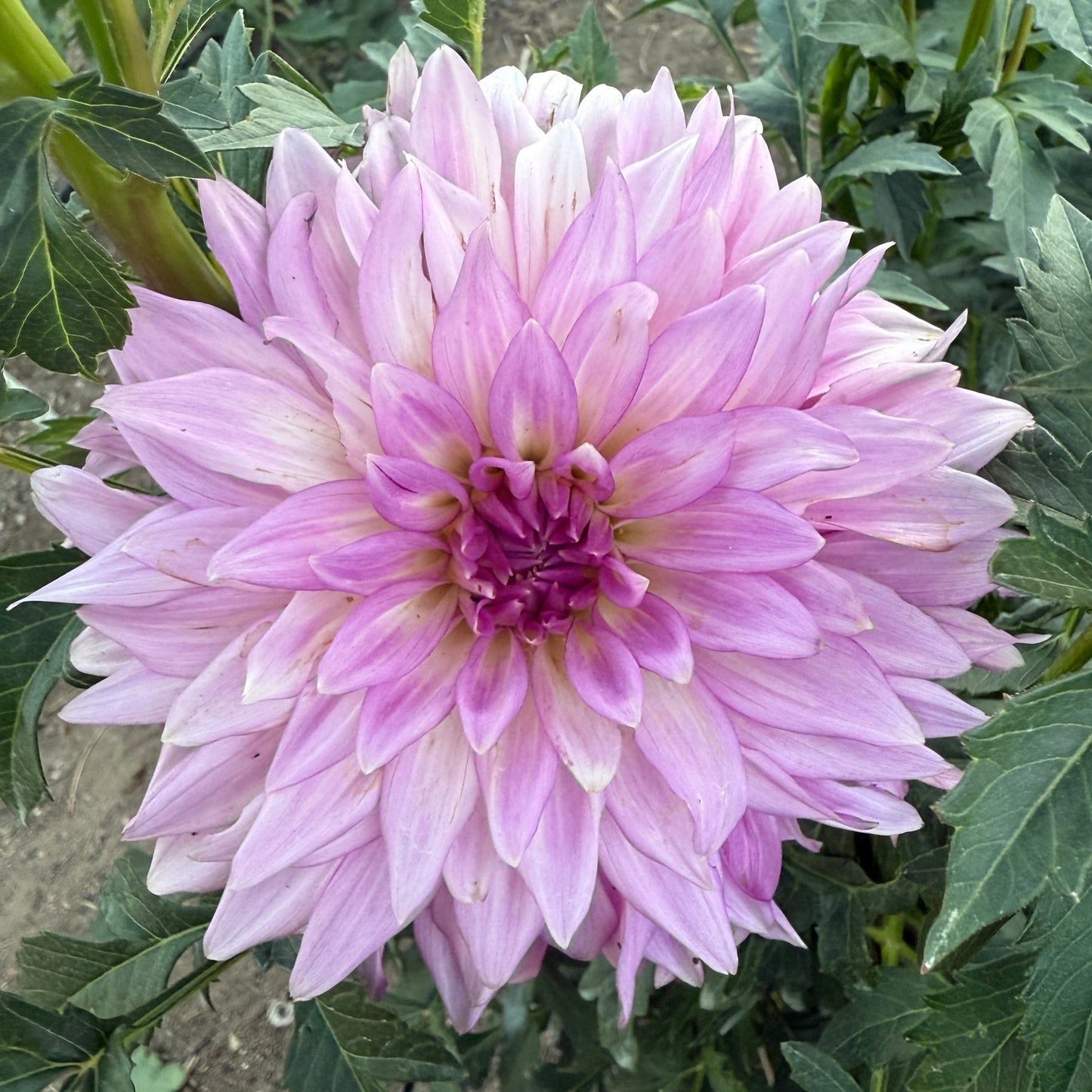 Bloomquist Enjoyment