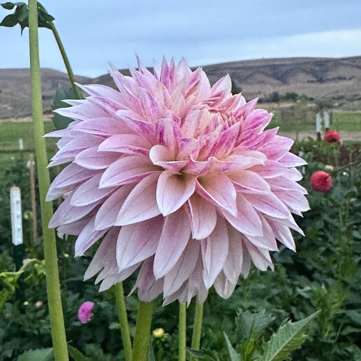 Bloomquist Endlesession
