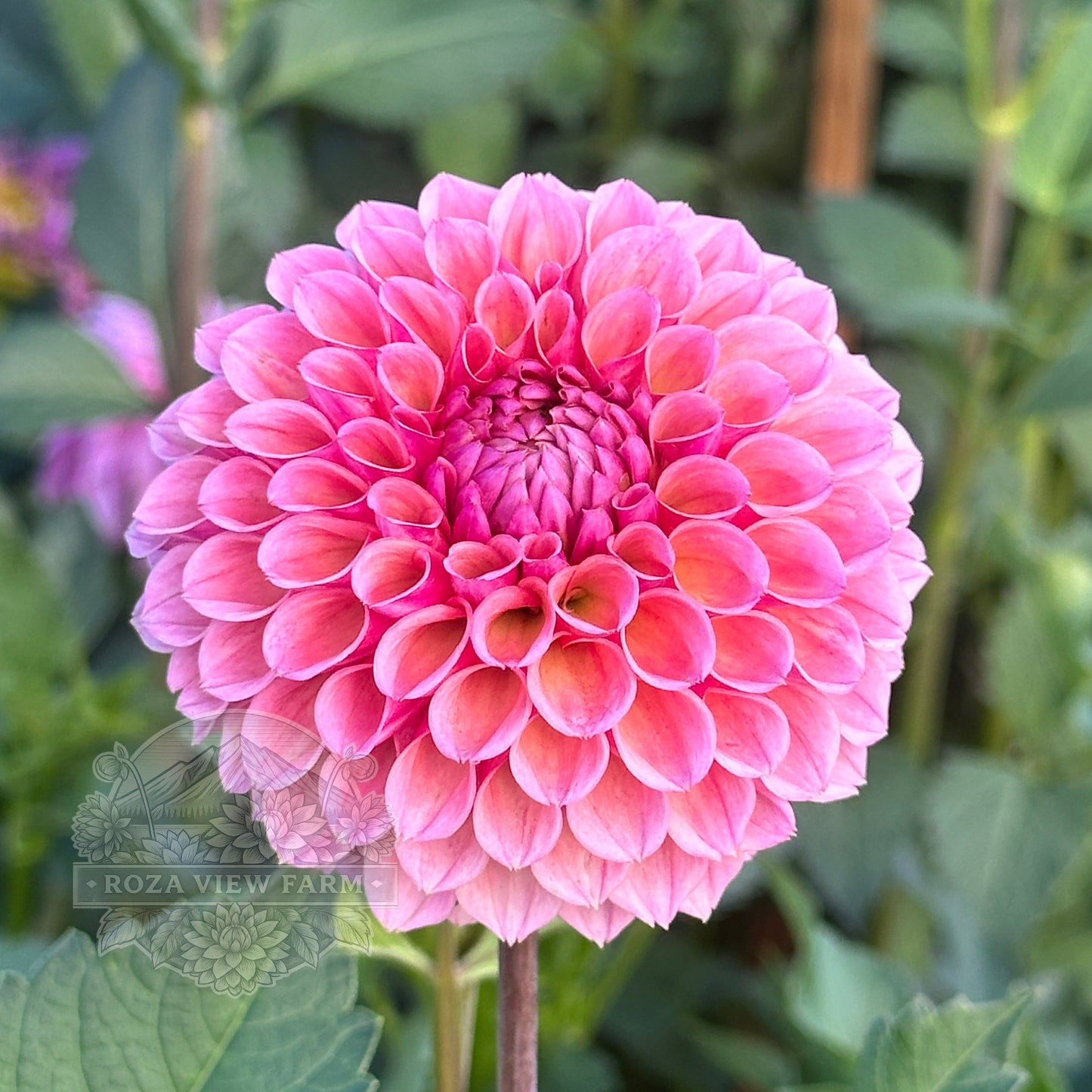 Bracken Rose (US version)
