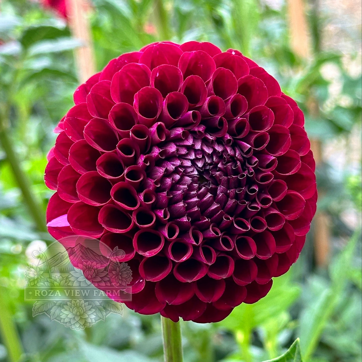 Irish Blackberry