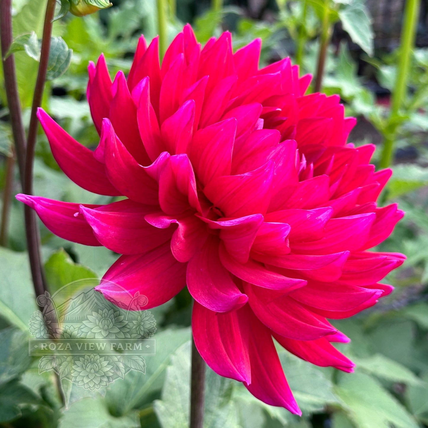 Hollyhill Pandora
