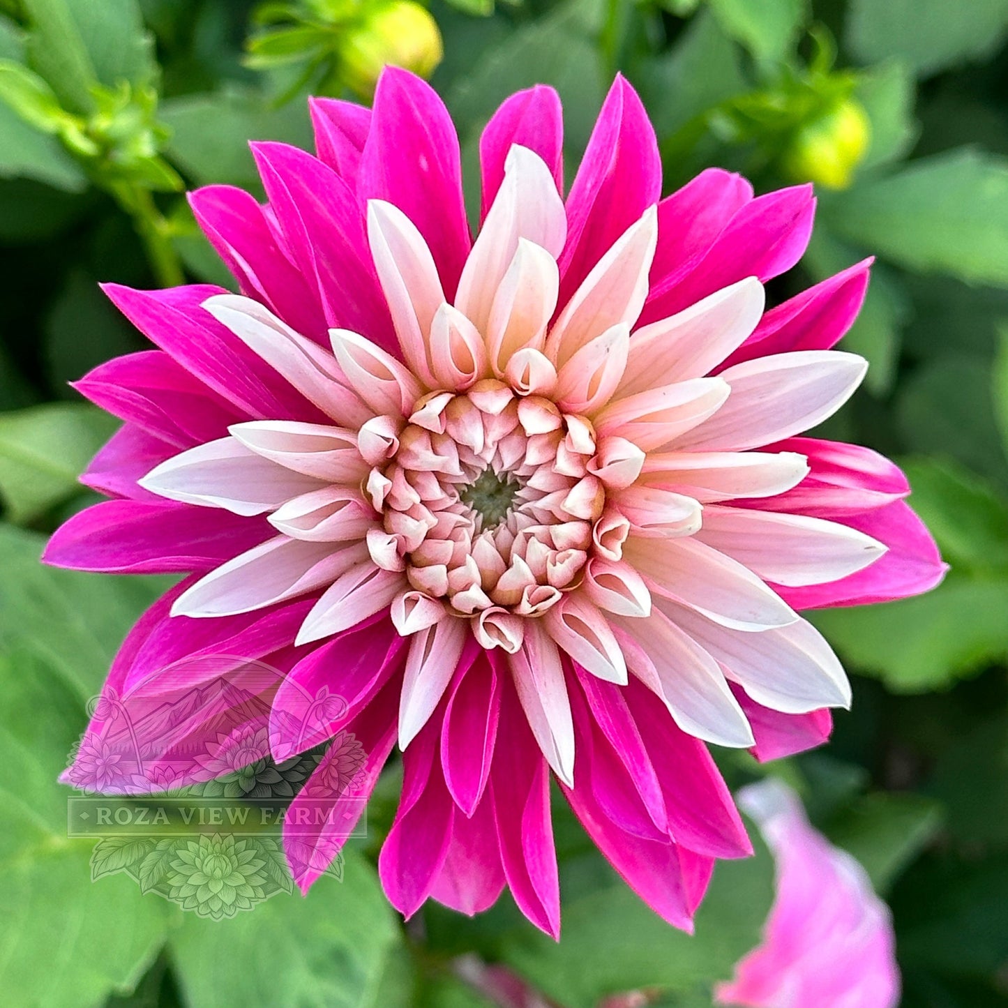 Budapest Blush