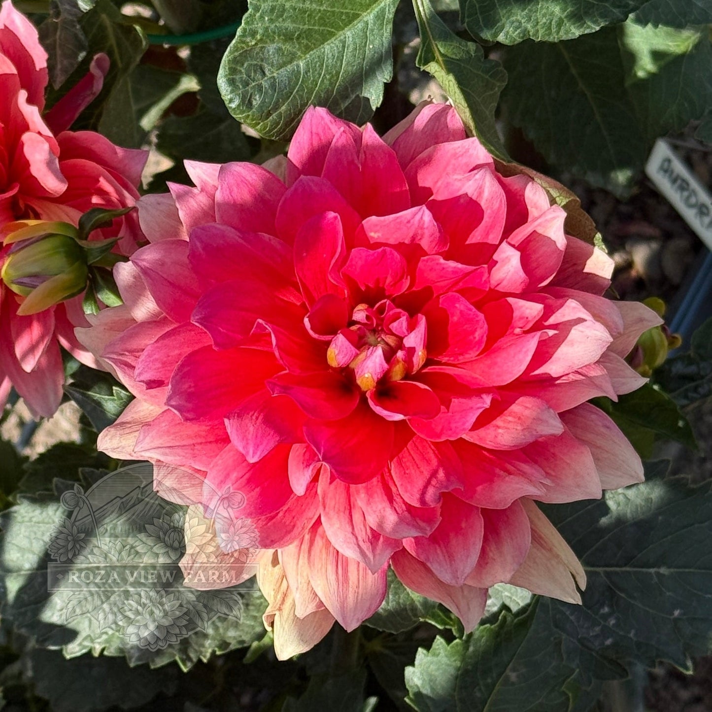 Berliner Kleene