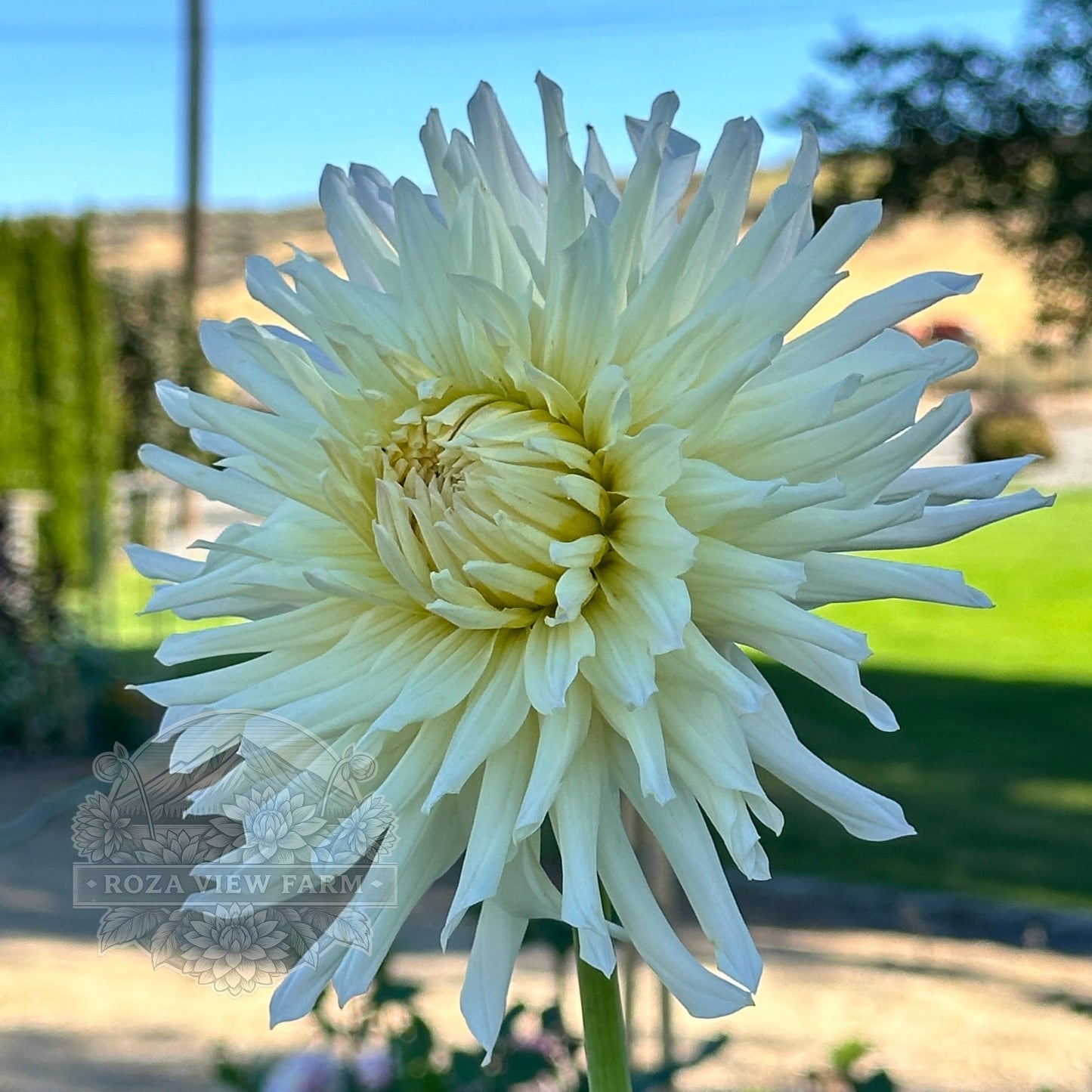 Sandia Icicle