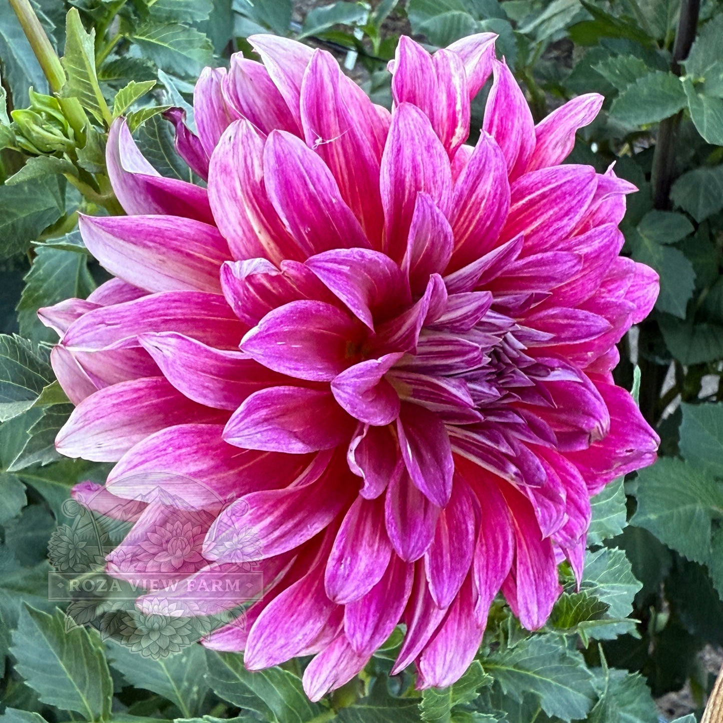 Raspberry Punch