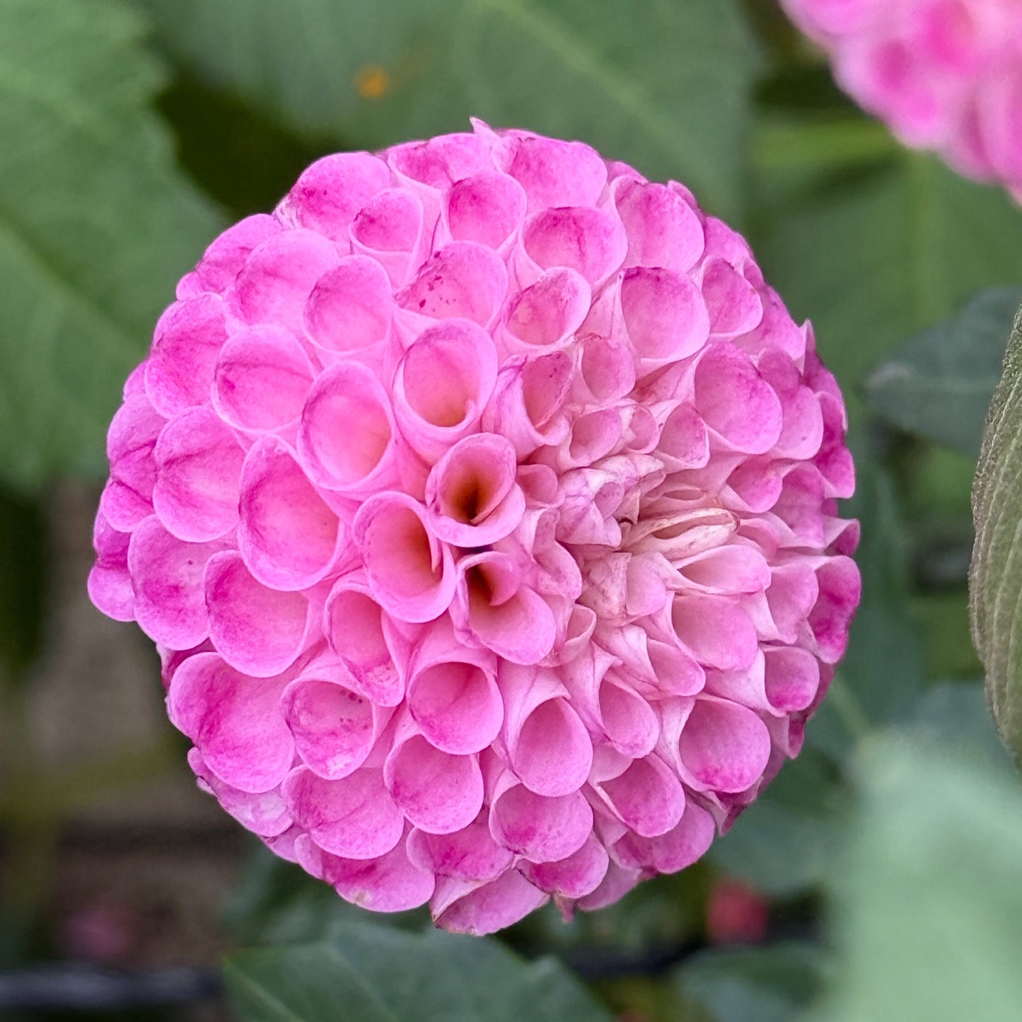 Will's Ringwood Rosie