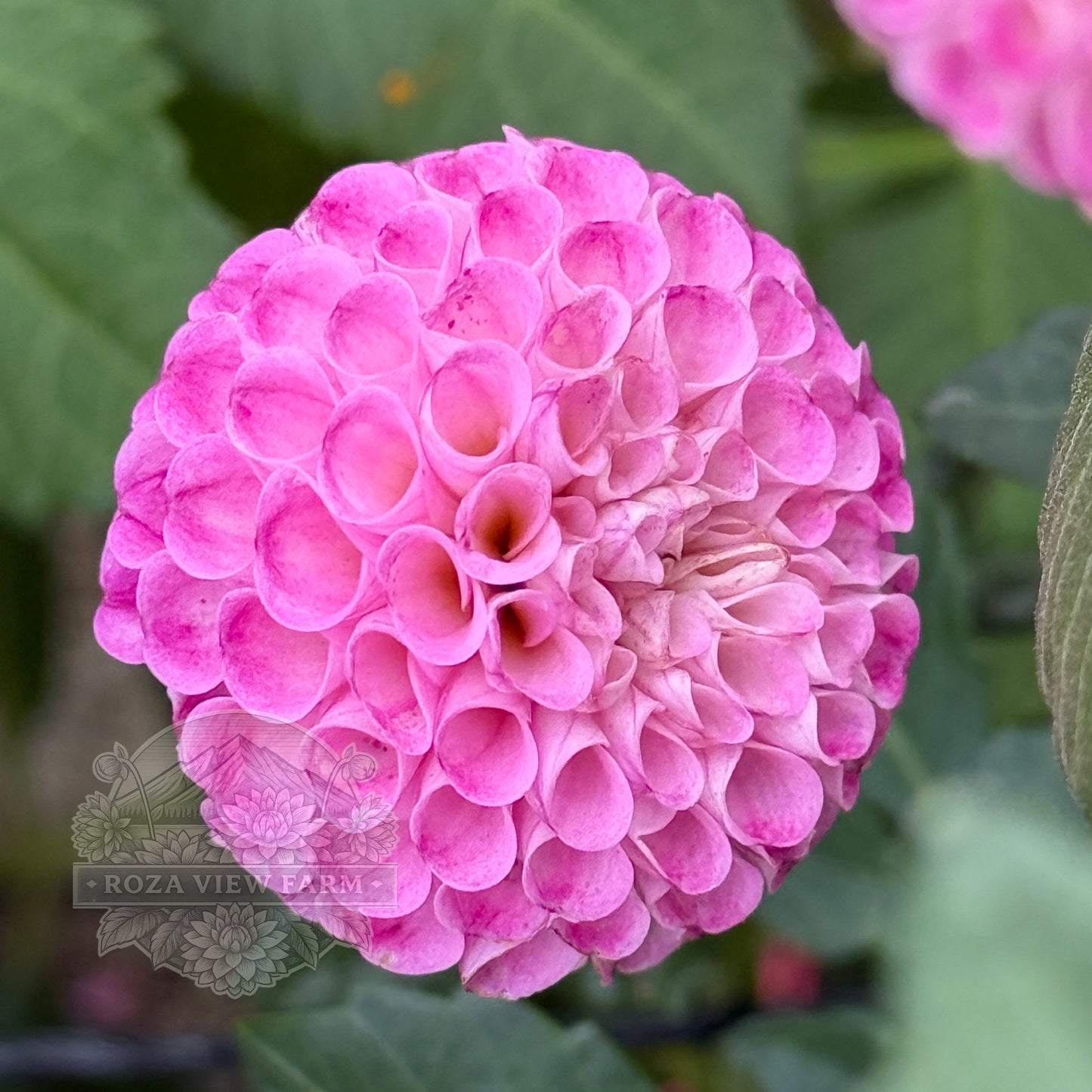 Will's Ringwood Rosie
