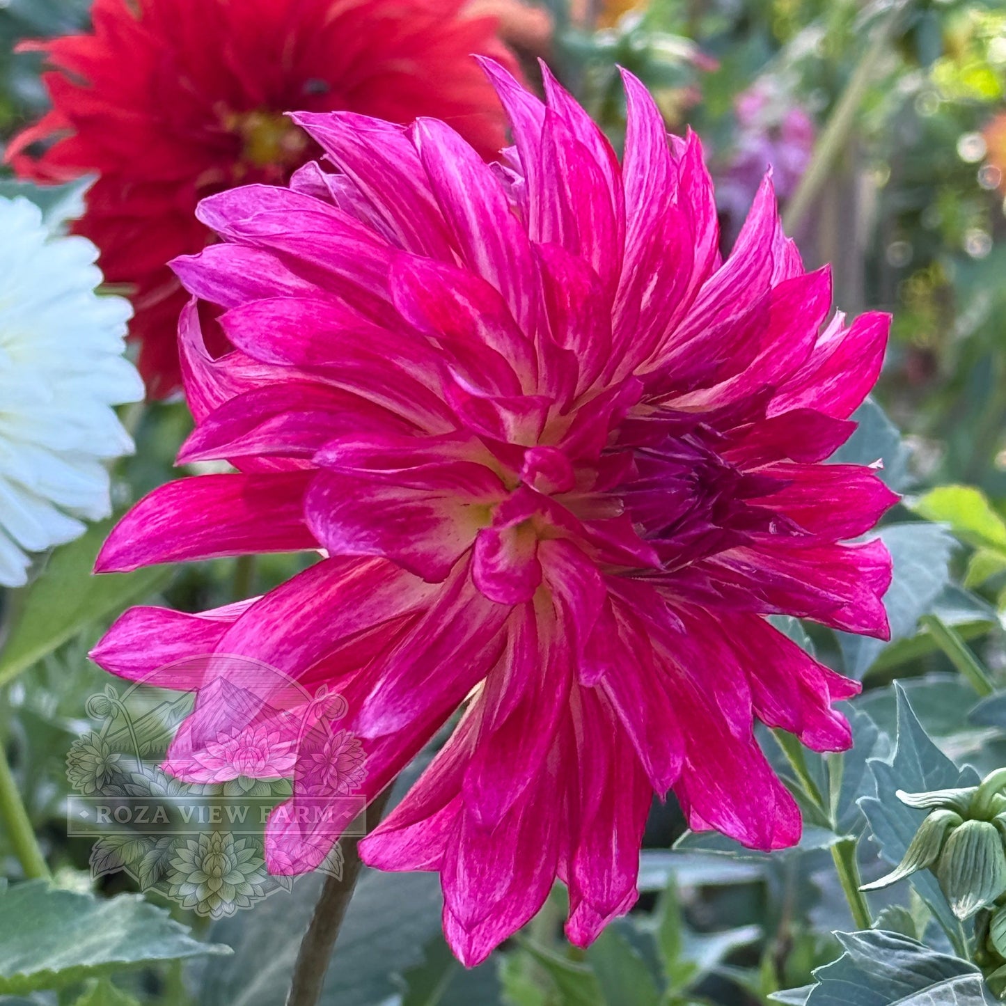 River’s Watermelon