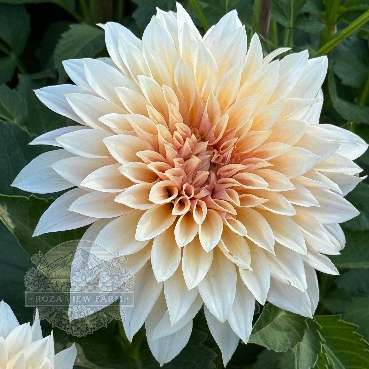 Jolene (AKA Cafe au Lait Mini)