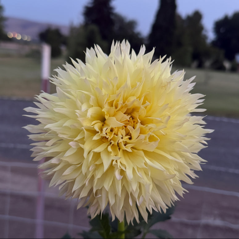Citron Du Cap
