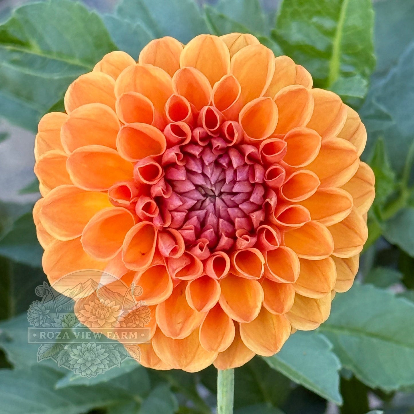 Ruskin Tangerine