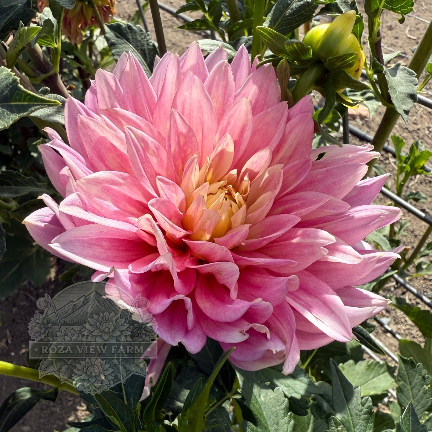 Carmen Lotus