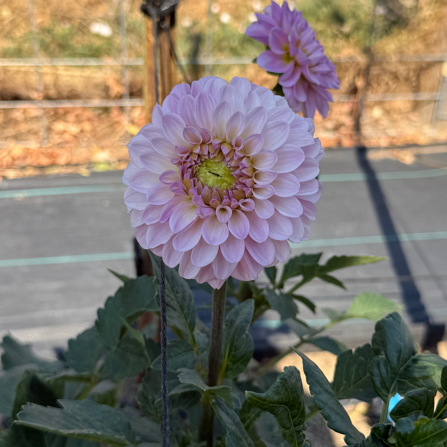 Bazuin Lavender