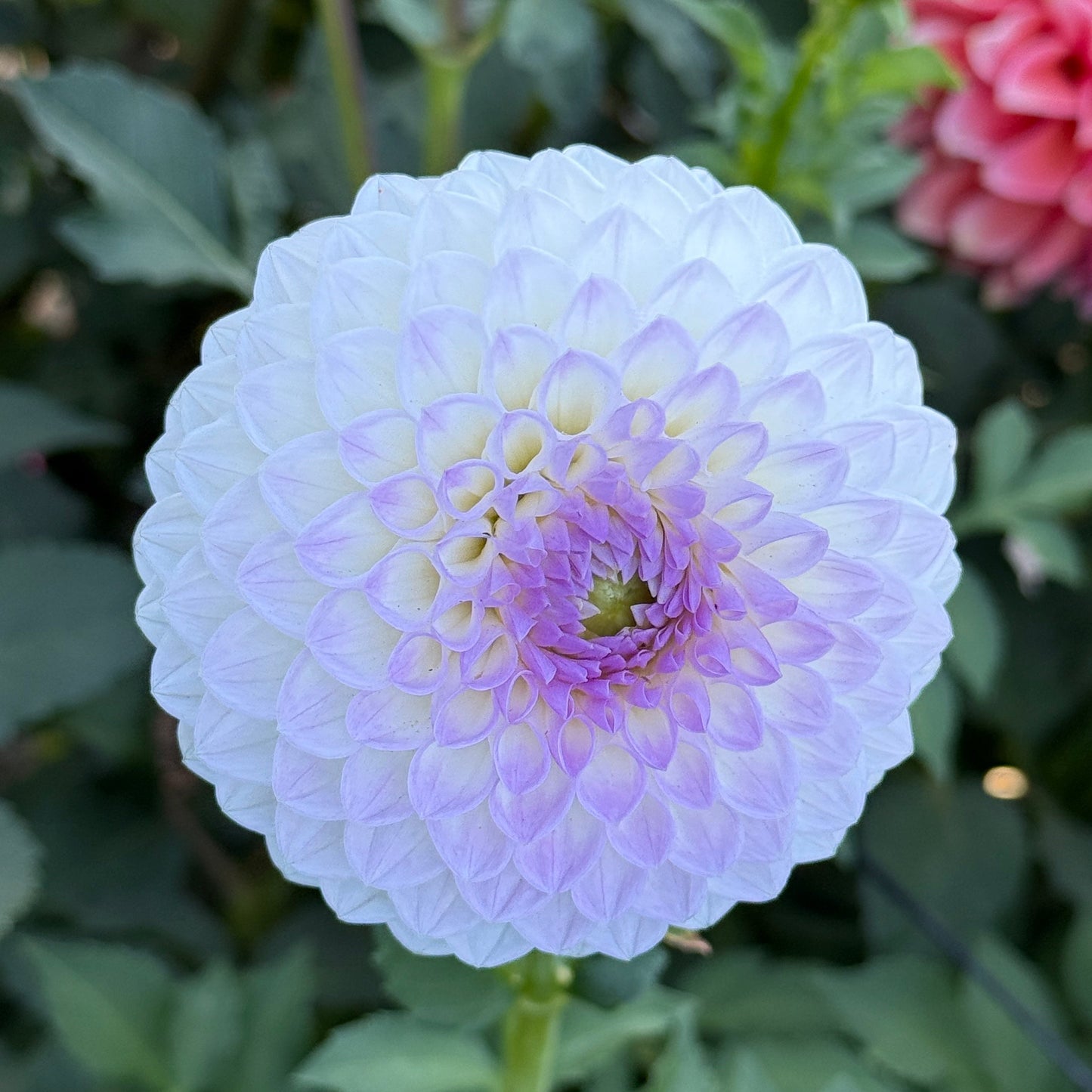 Westerton Ella Grace