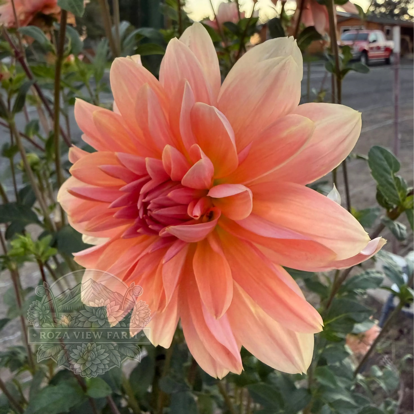 Apricot Desire