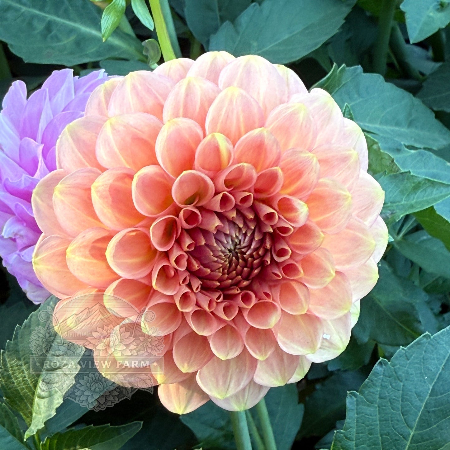 20th Ave Softer Peach