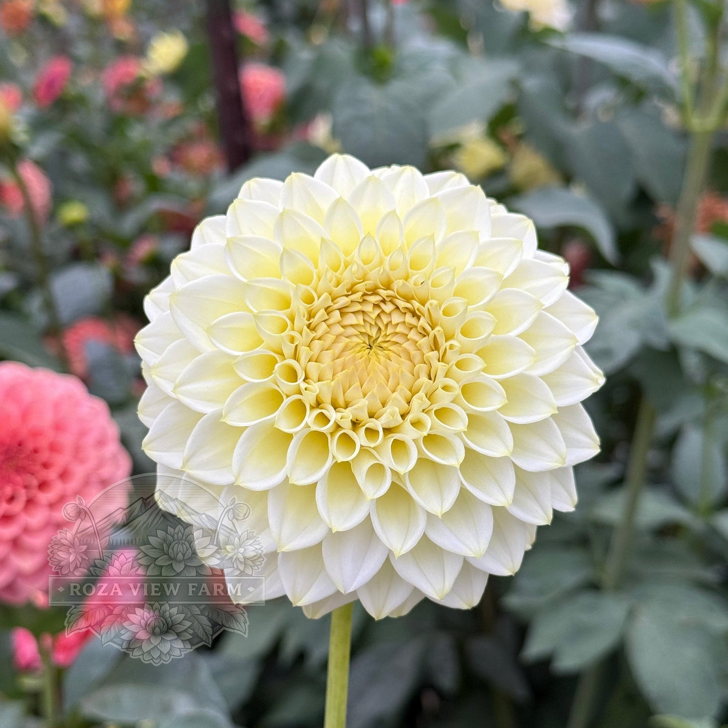 Cream Diane