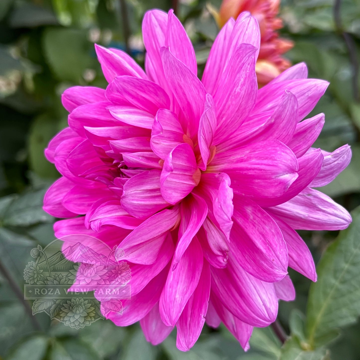 Rothesay Rose
