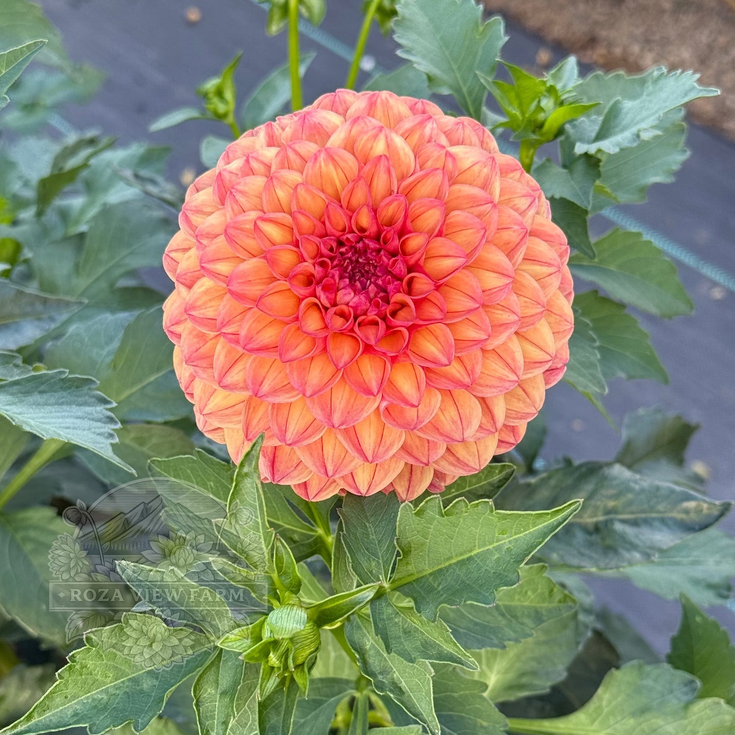 Barbarry Ball-see variety note