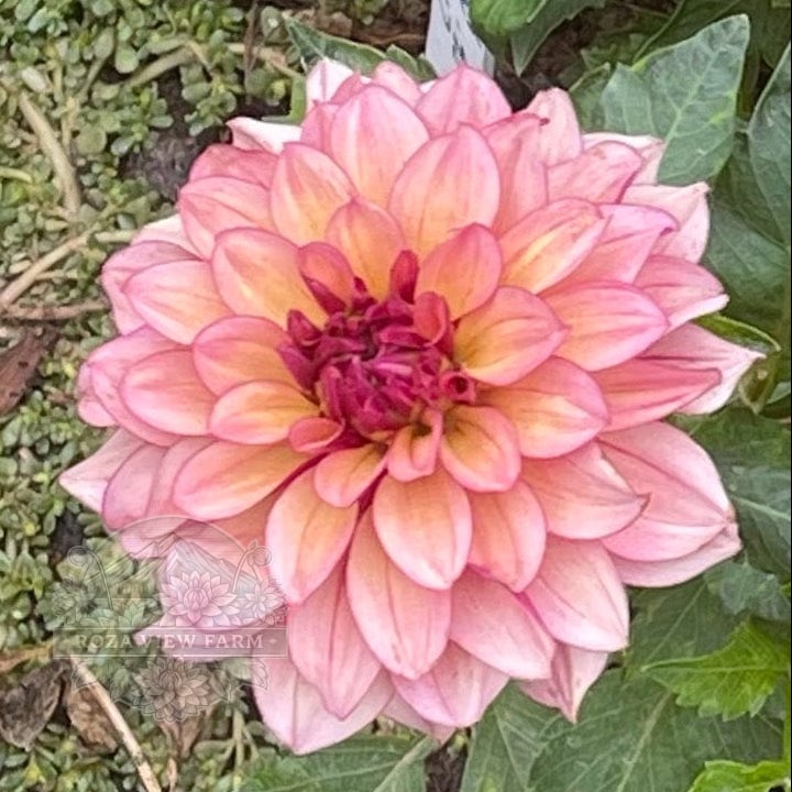 Creme de Cognac