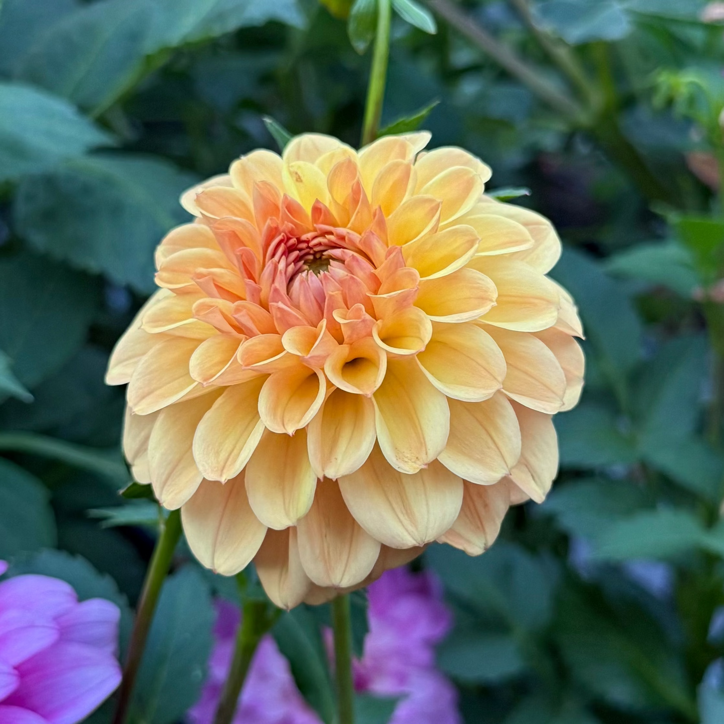 CG Amber