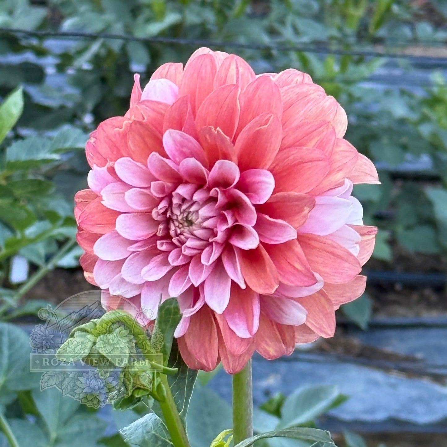 Bell's Sienna Rose