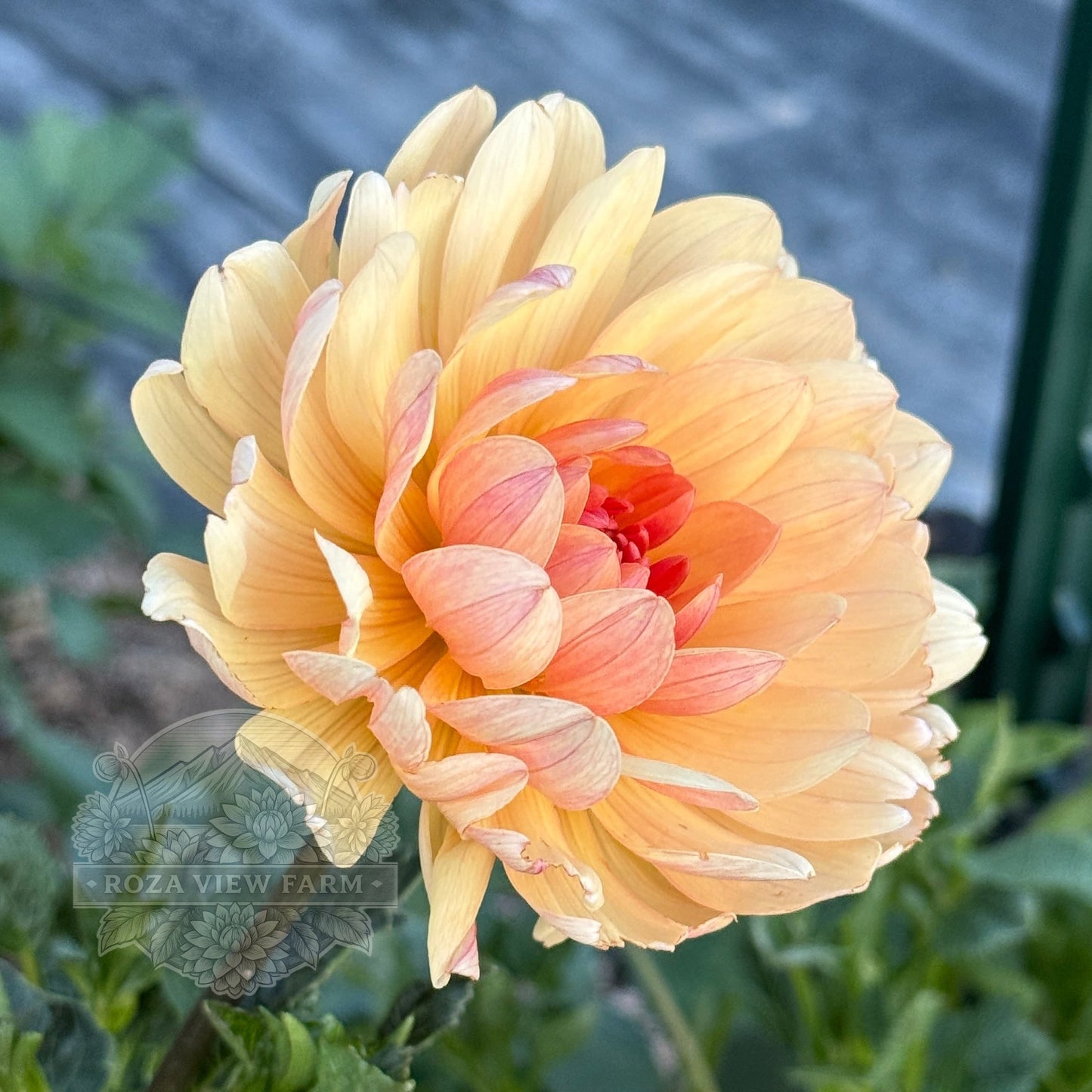 Mak’s Georgia