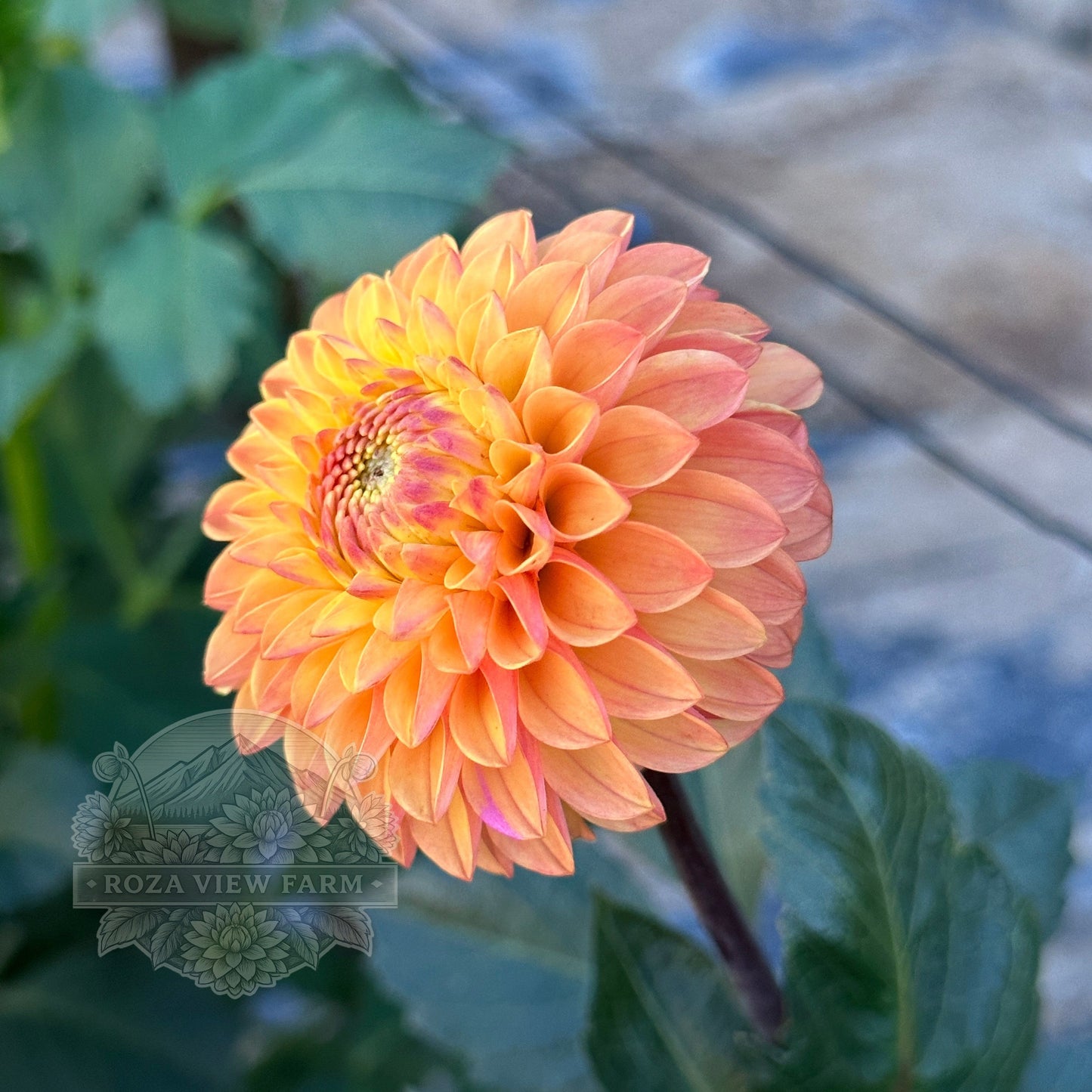 Clearview Butterscotch