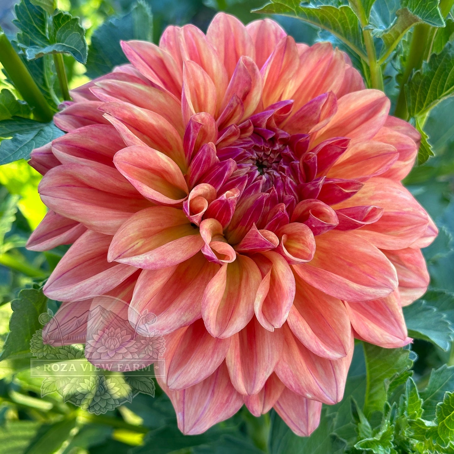 Robann Butterscotch