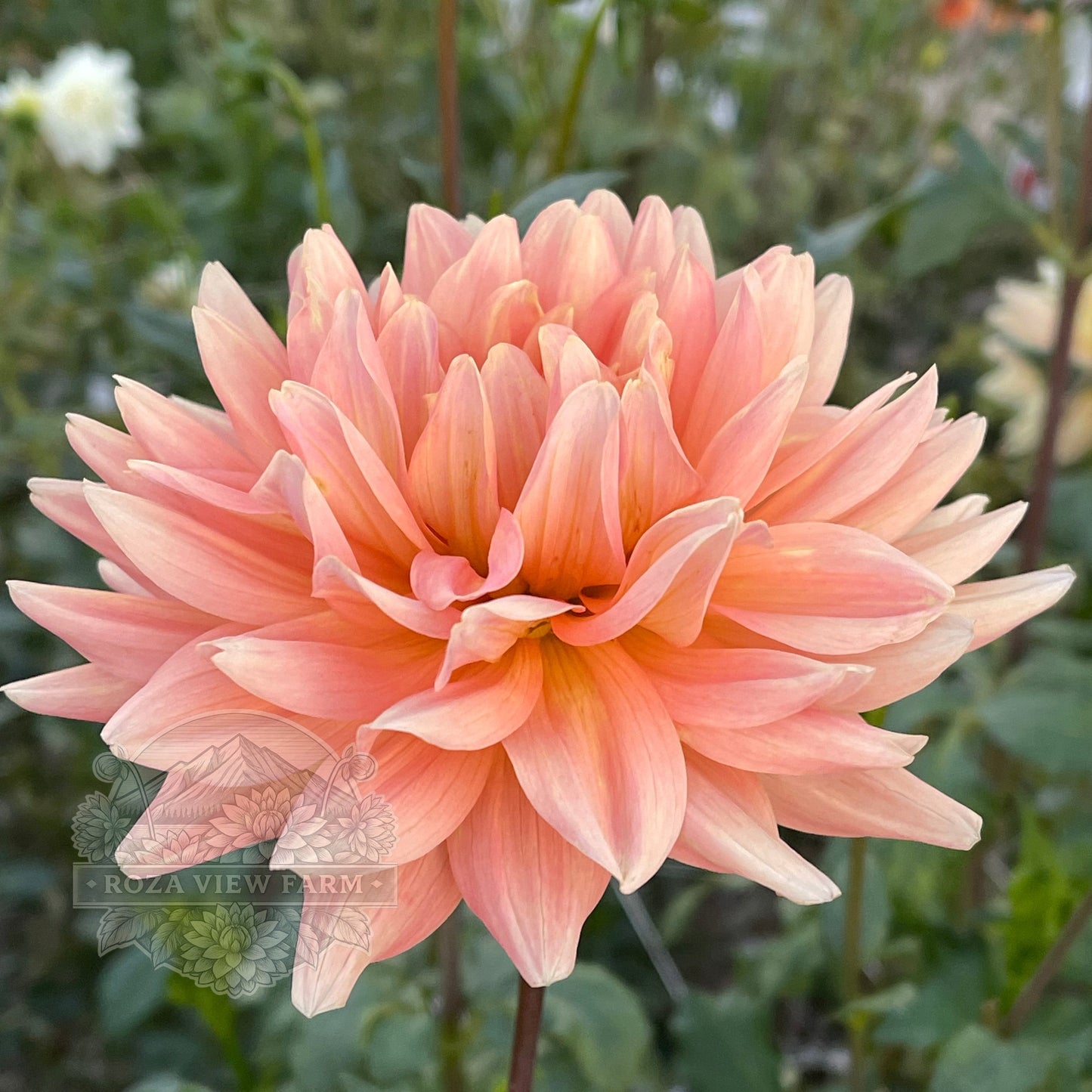 Summer's End
