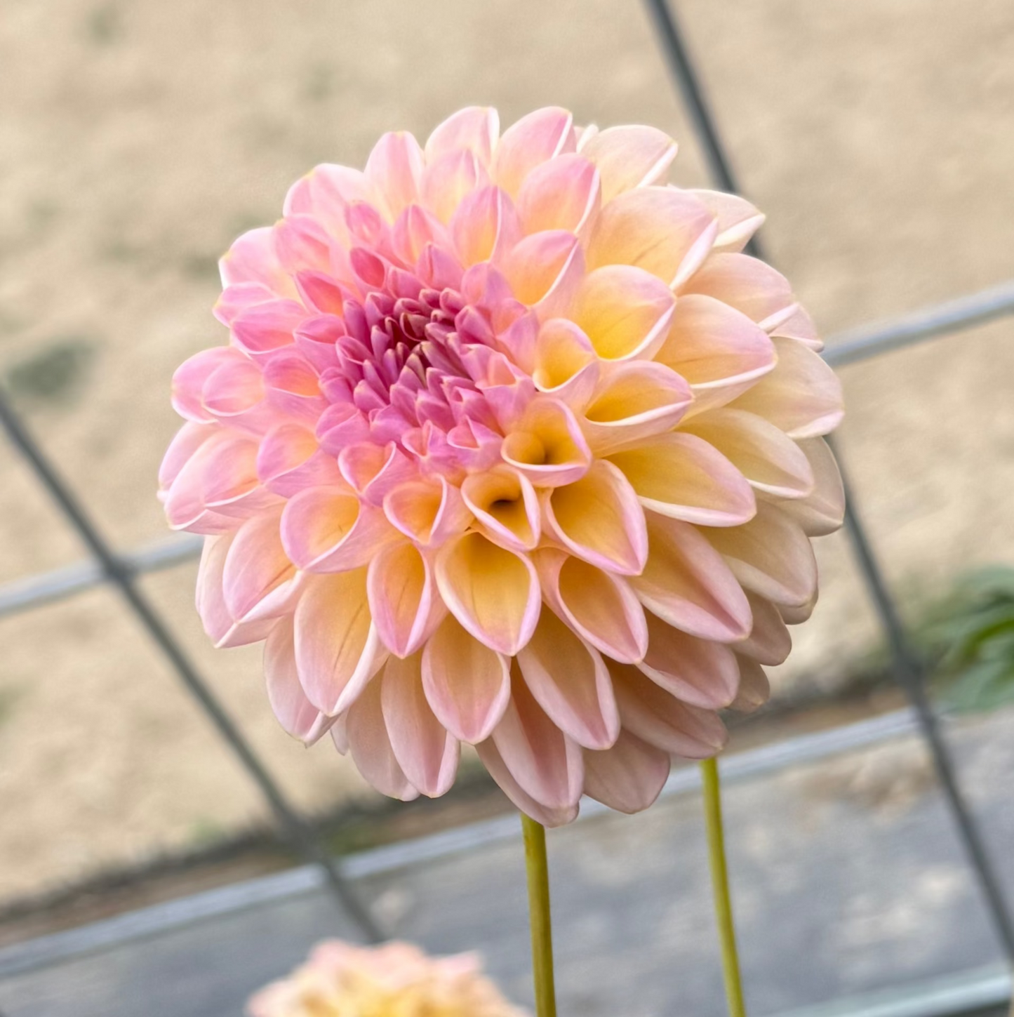 Florelie Harmony