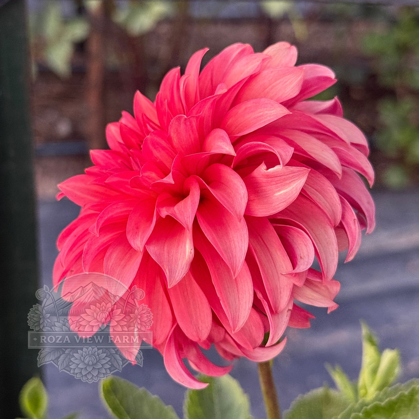 Clearview Cinnabar
