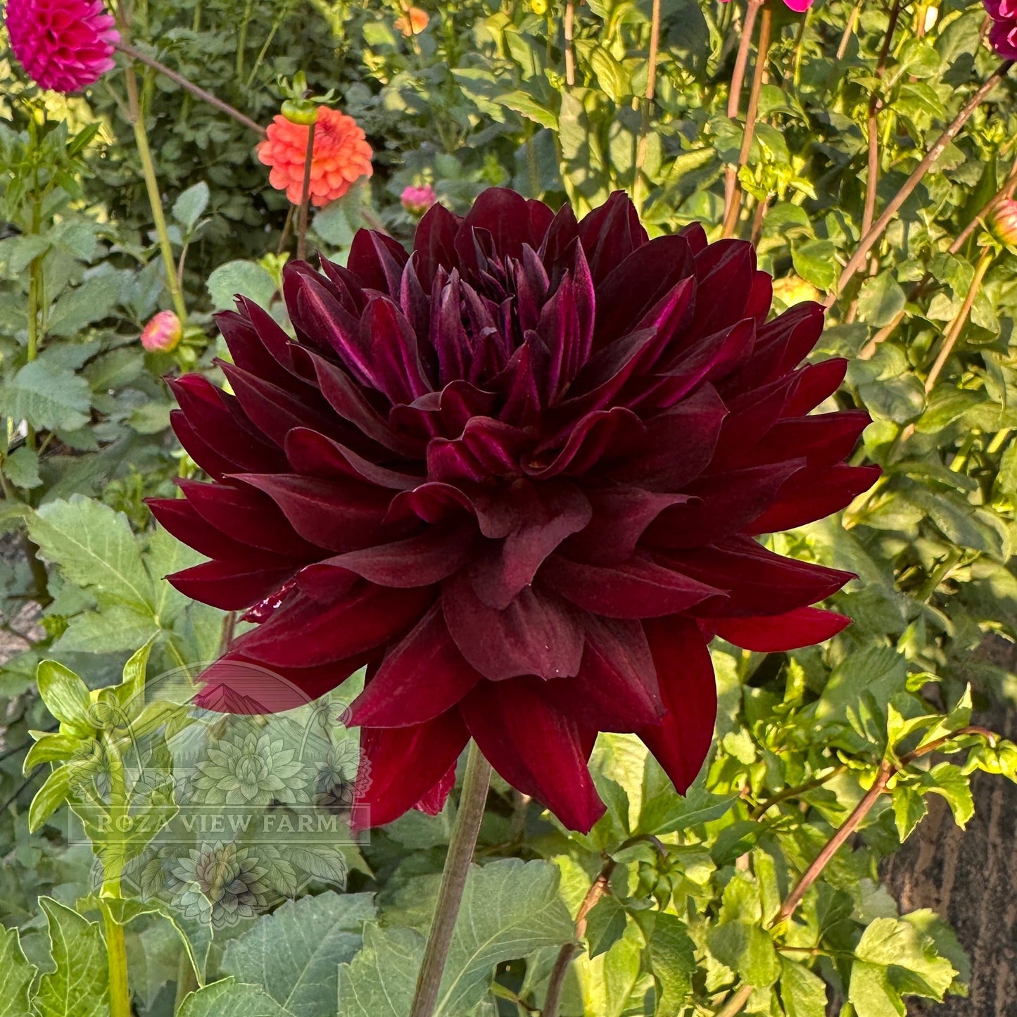 Hollyhill Black Beauty